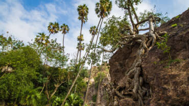 Bankoualeh, Tadjourah