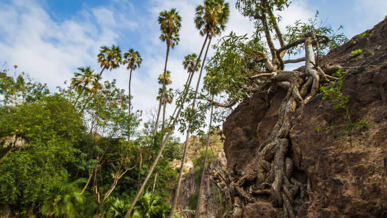 Bankoualeh, Tadjourah